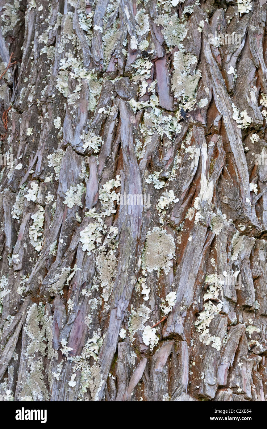 Stone Pine (Pinus pinea) close-up bark with lichen Kirstenbosch National Botanical Garden Cape Town Western Cape South Africa Stock Photo