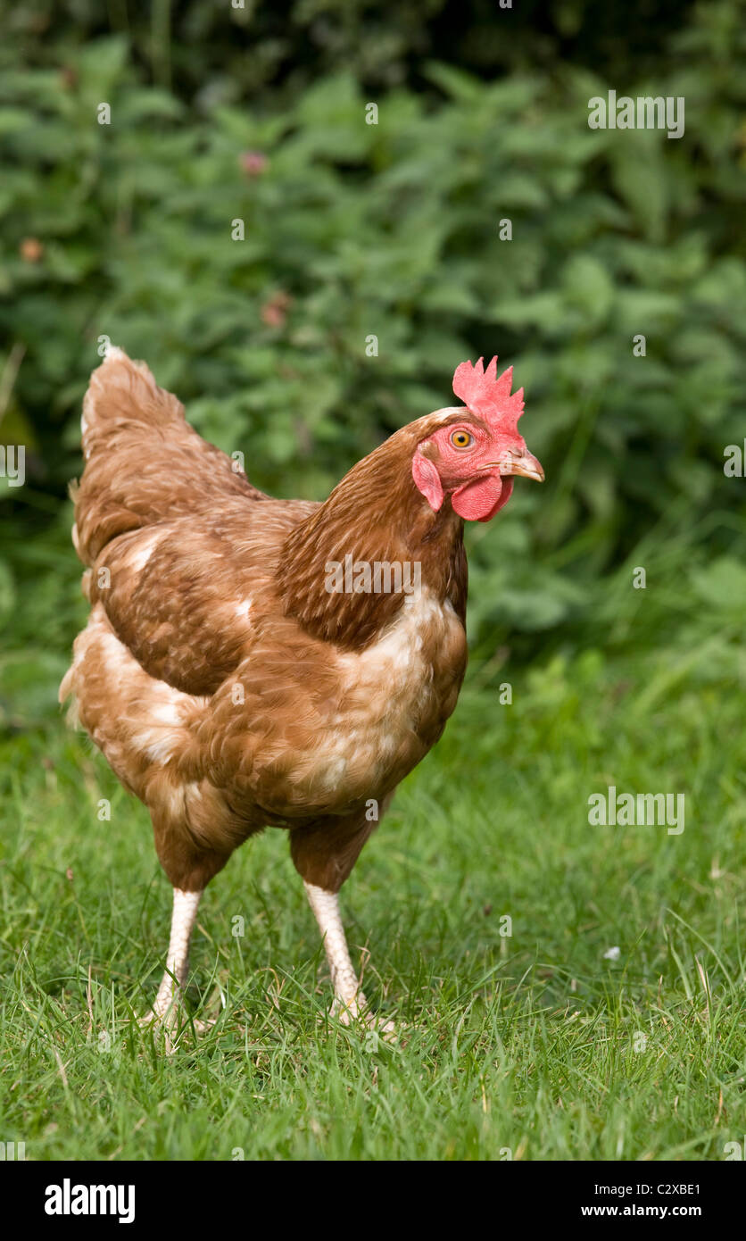 Chicken In A Field Stock Photo