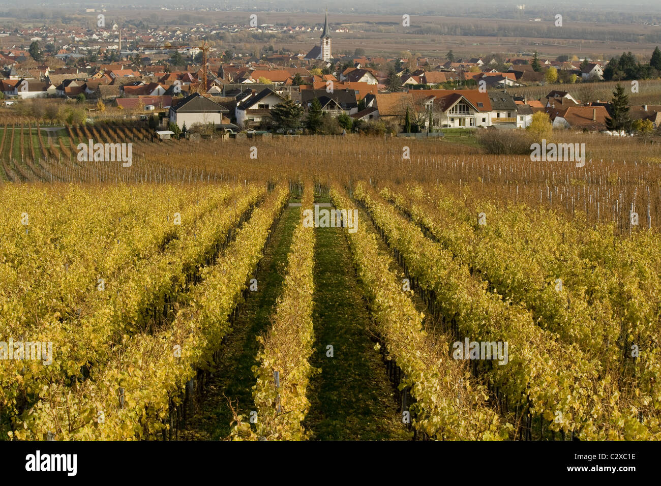 Vineyard, Maikammer, Palatinate, Germany Stock Photo