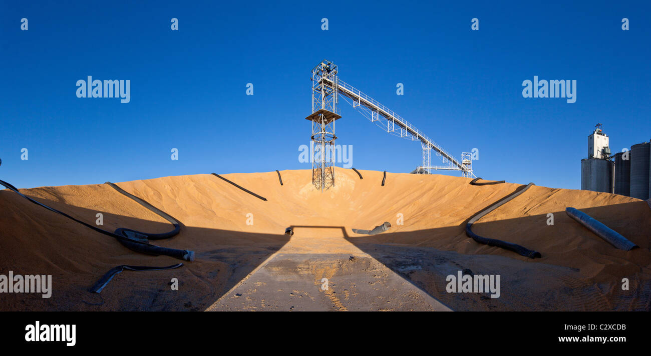 A large pile of corn at an outdoor corn storage facilict near Lexington, Nebraska, USA. Stock Photo