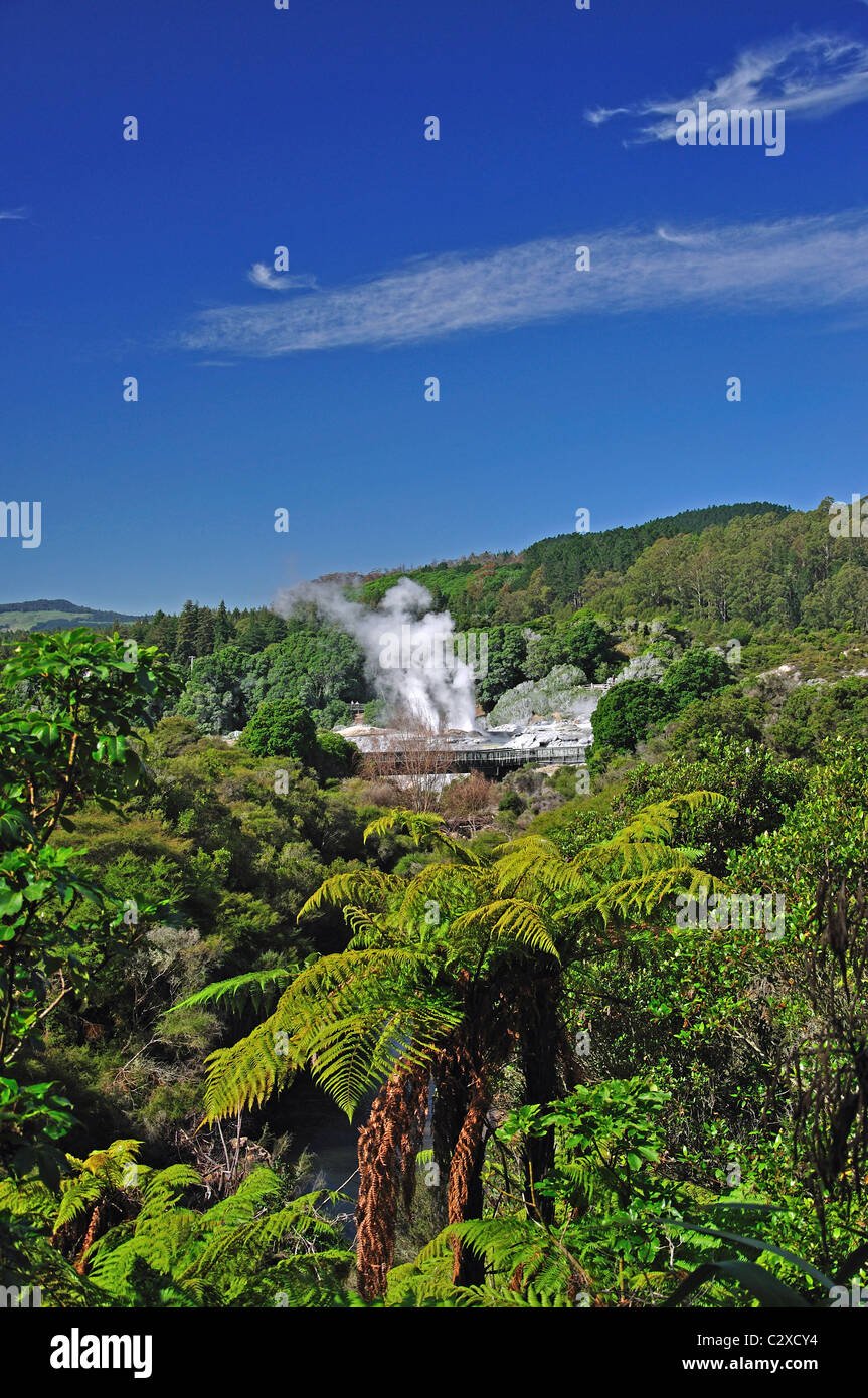 Prince of Wales Feathers geyser erupting, Te Puia Thermal Valley, Rotorua, Bay of Plenty Region, North Island, New Zealand Stock Photo