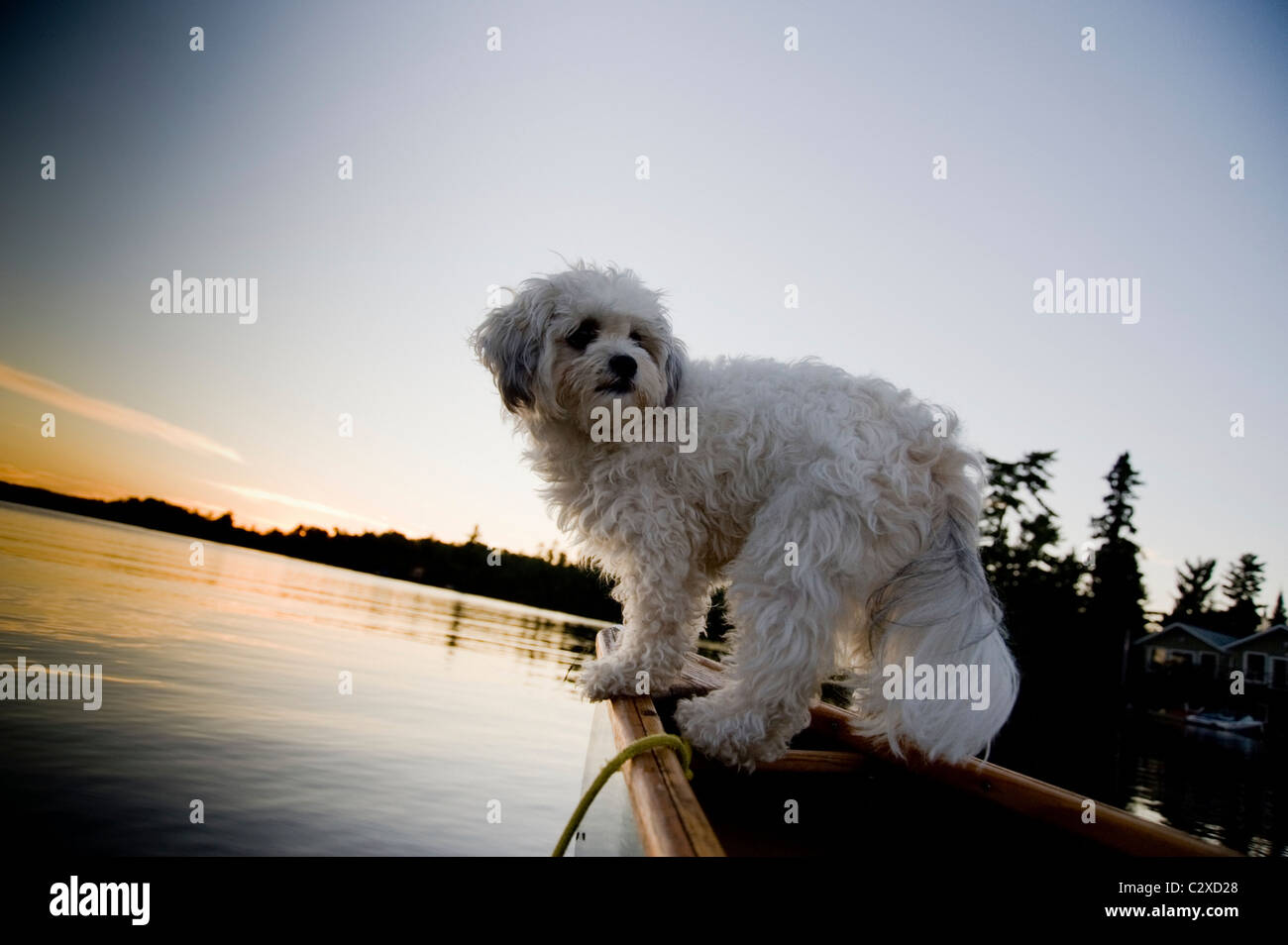 Lake Of The Woods, Ontario, Canada; White Dog Standing In Row Boat On Lake Stock Photo