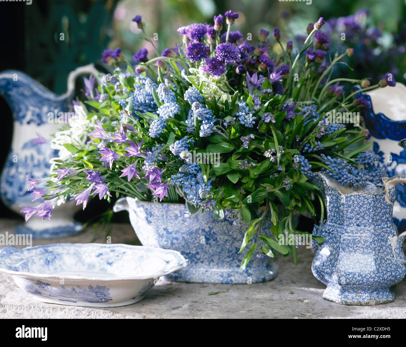 Kenneth Turner arranged blue purple spring flowers in blue white china Stock Photo
