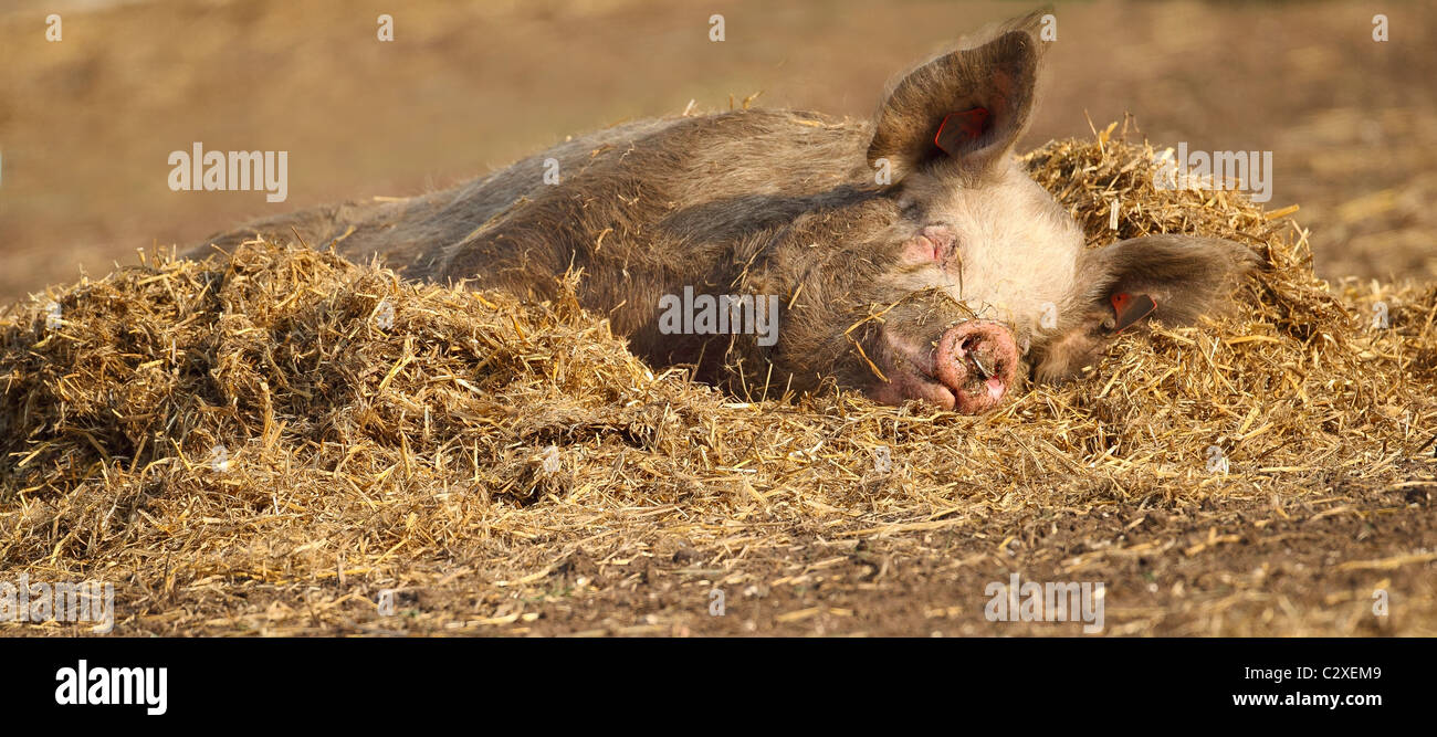 Tamworth Sow Sleeping in the Sun Stock Photo