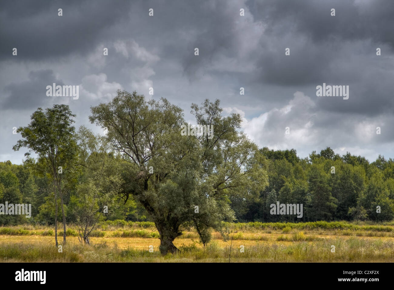 Old oak tree on a meadow before the storm Stock Photo - Alamy