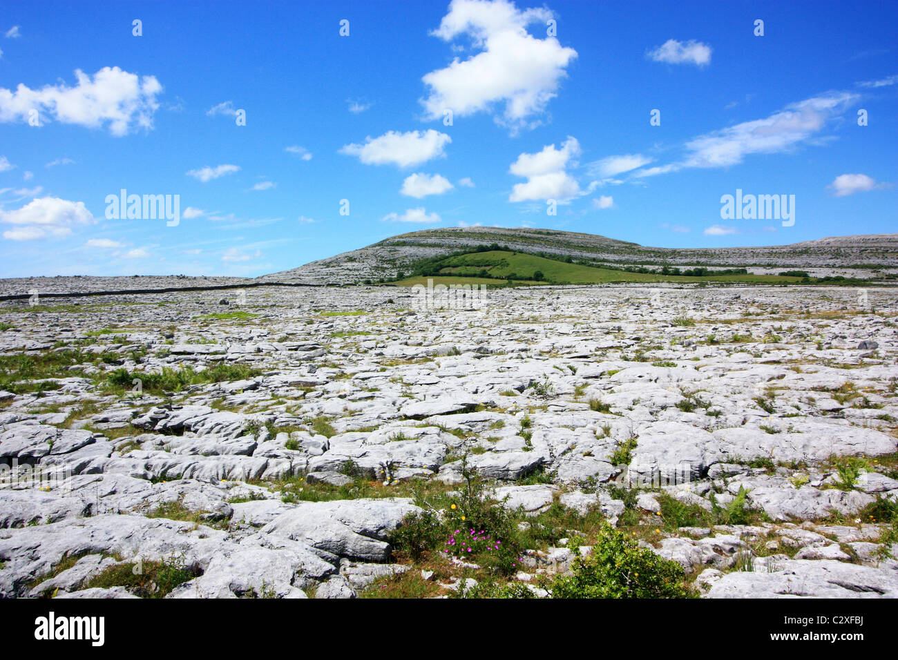 Indicated — Deerpark (burren By.)