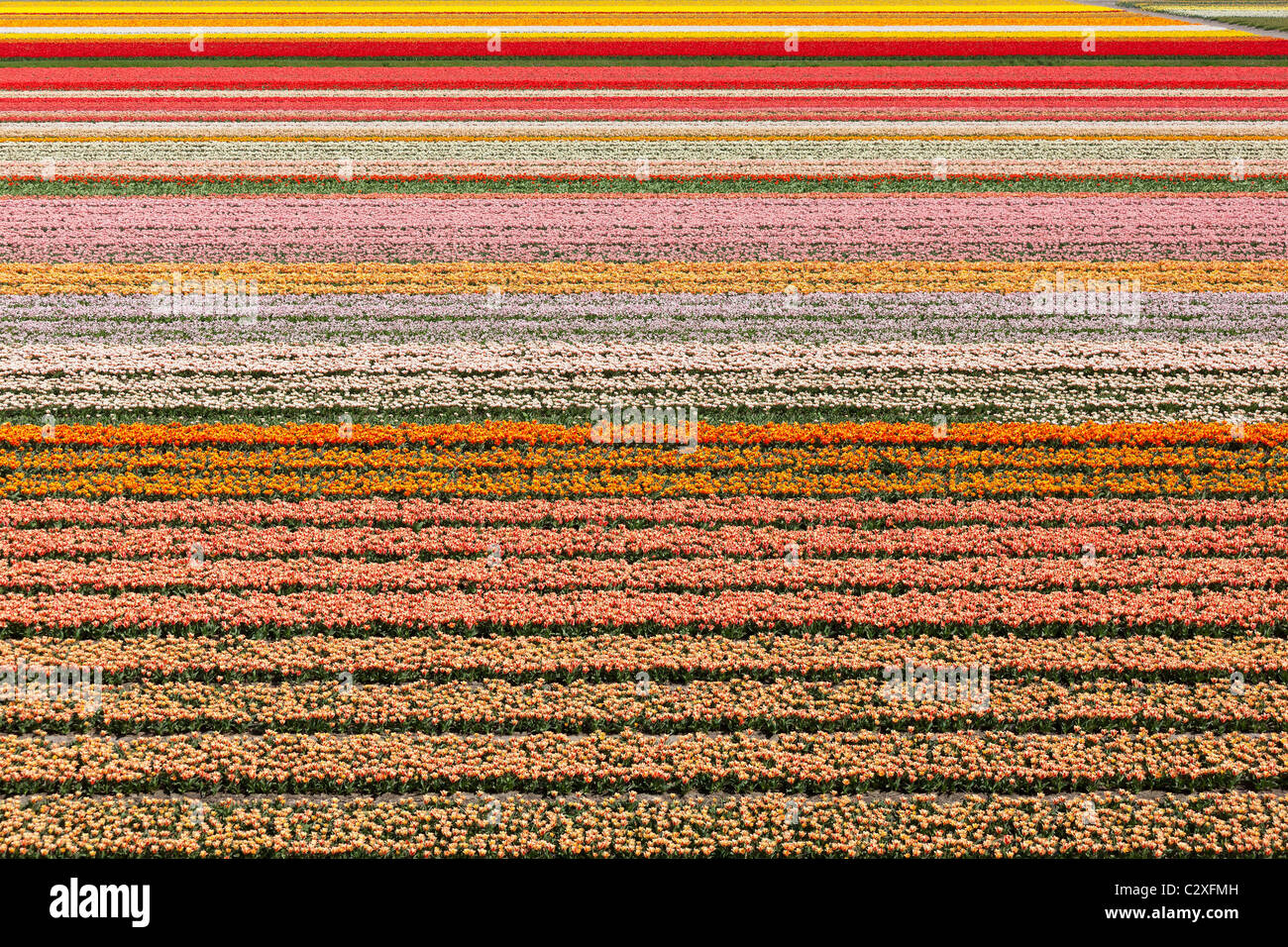 Dutch tulip fields in full bloom near The Keukenhof Flower Garden in Lisse, Holland, The Netherlands. Stock Photo