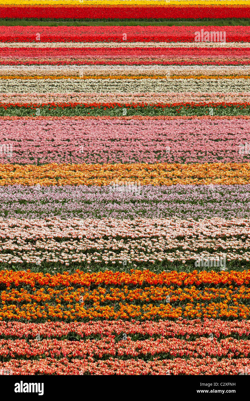 Dutch tulip fields in full bloom next to The Keukenhof Garden in Lisse, Holland, The Netherlands. Stock Photo