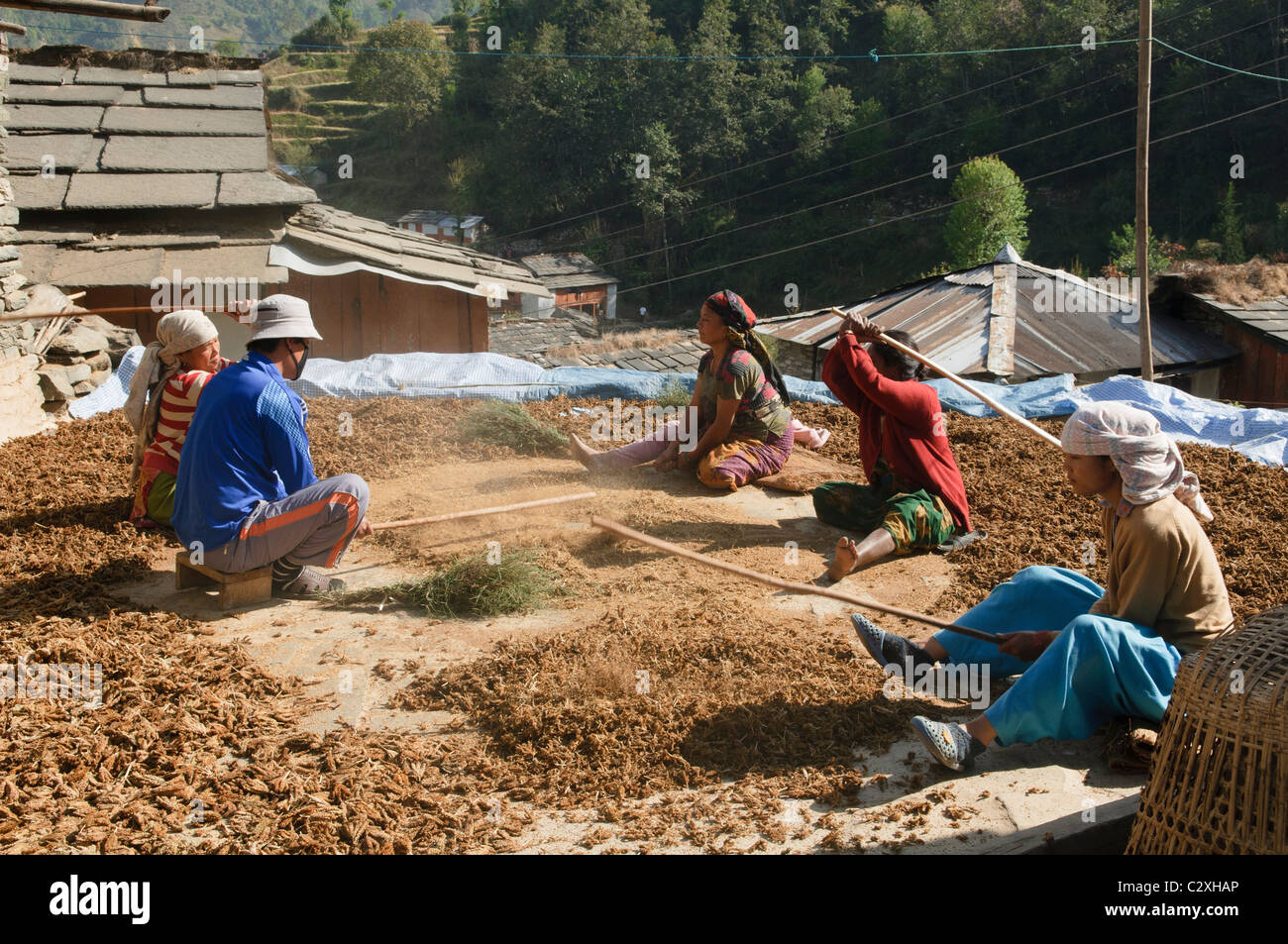 farmers beating their millet crop in the Annapurna region of Nepal