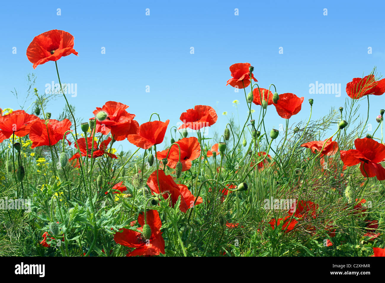 red poppies over blue sky Stock Photo - Alamy