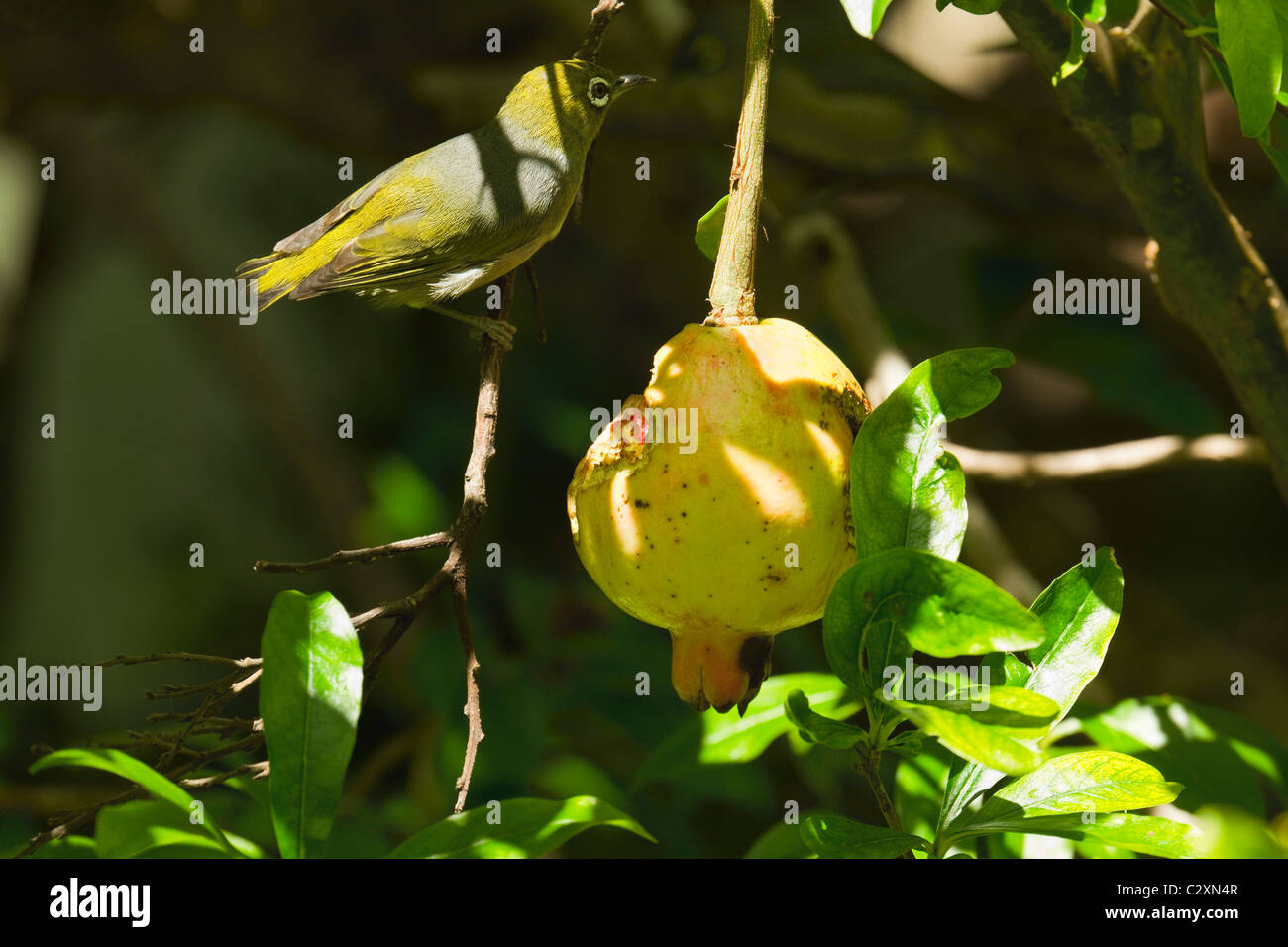 Lord howe silvereye hires stock photography and images Alamy