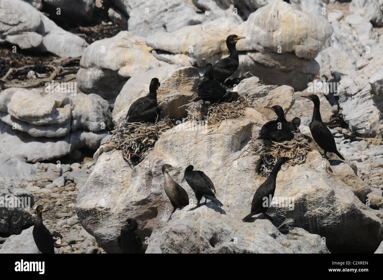Cormorant, bird colony, Seabirds, Betty's Bay Stock Photo