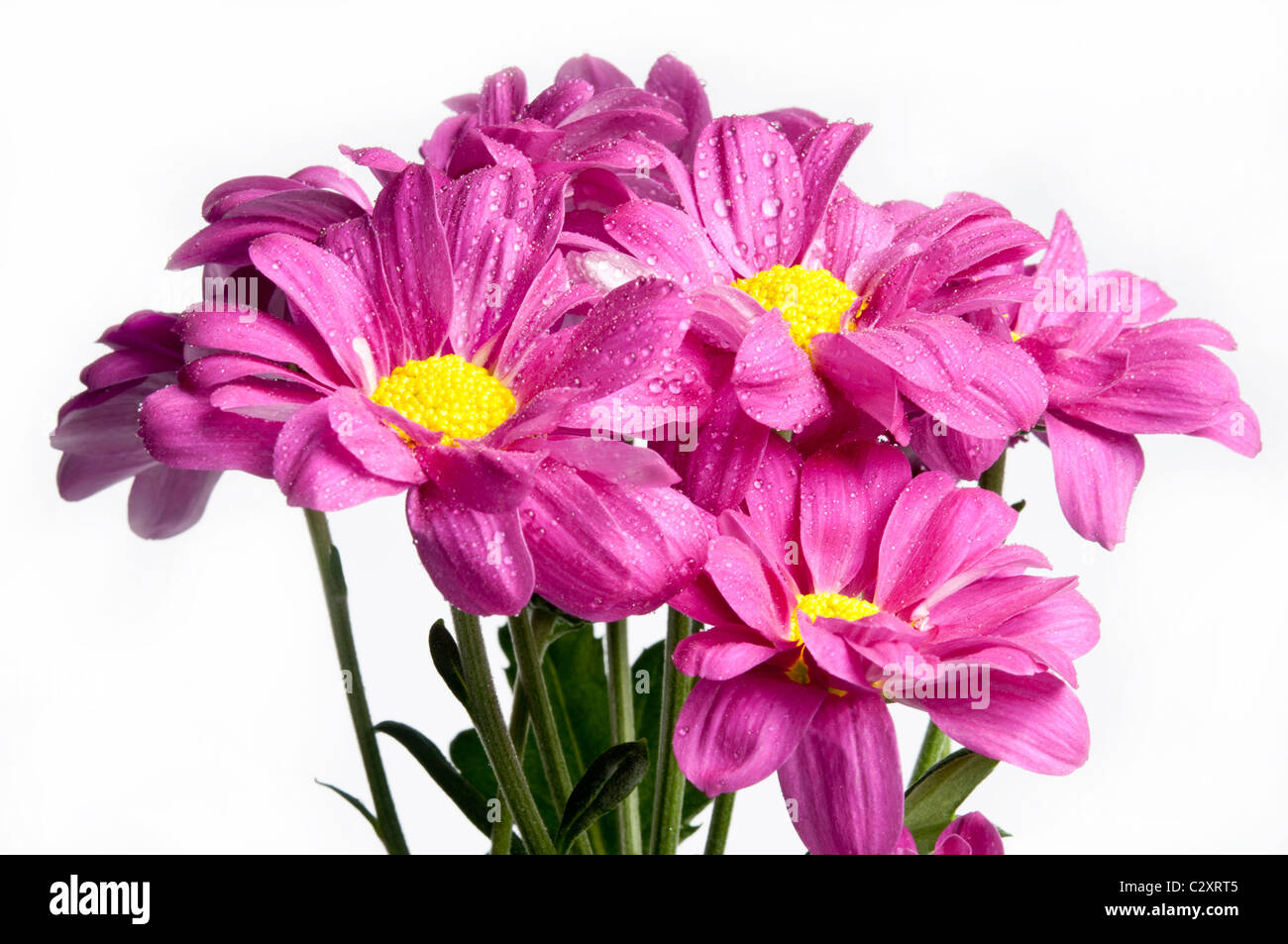 Flowers cut out chrysanthemum hi-res stock photography and images - Alamy
