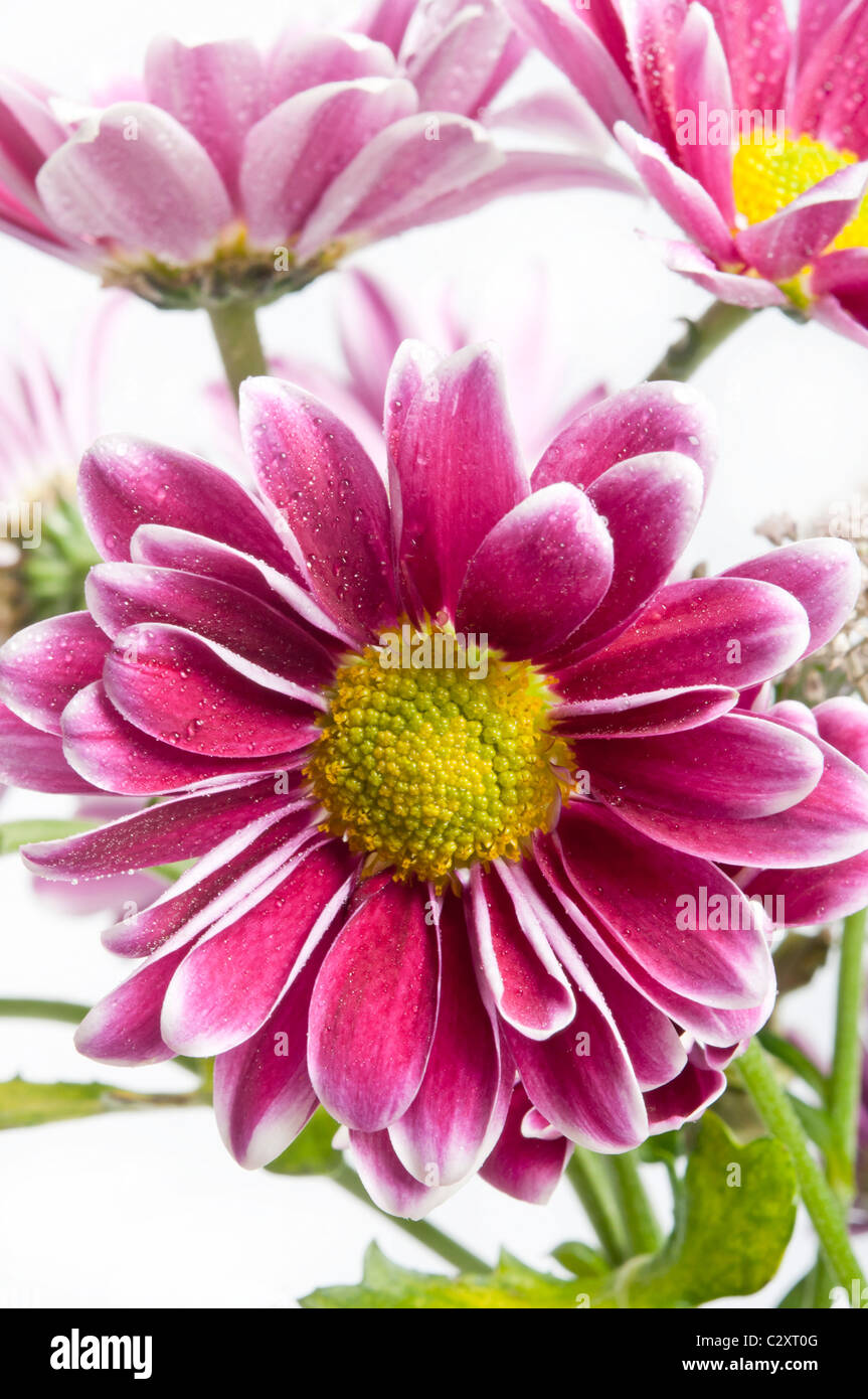 Flowers cut out chrysanthemum hi-res stock photography and images - Alamy