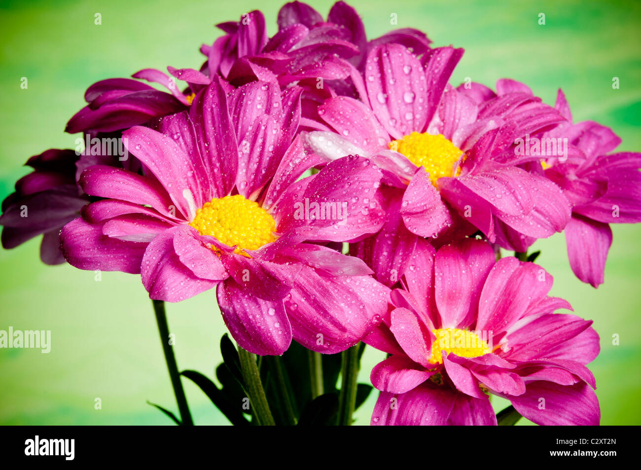 Chrysanthemum flowers Stock Photo