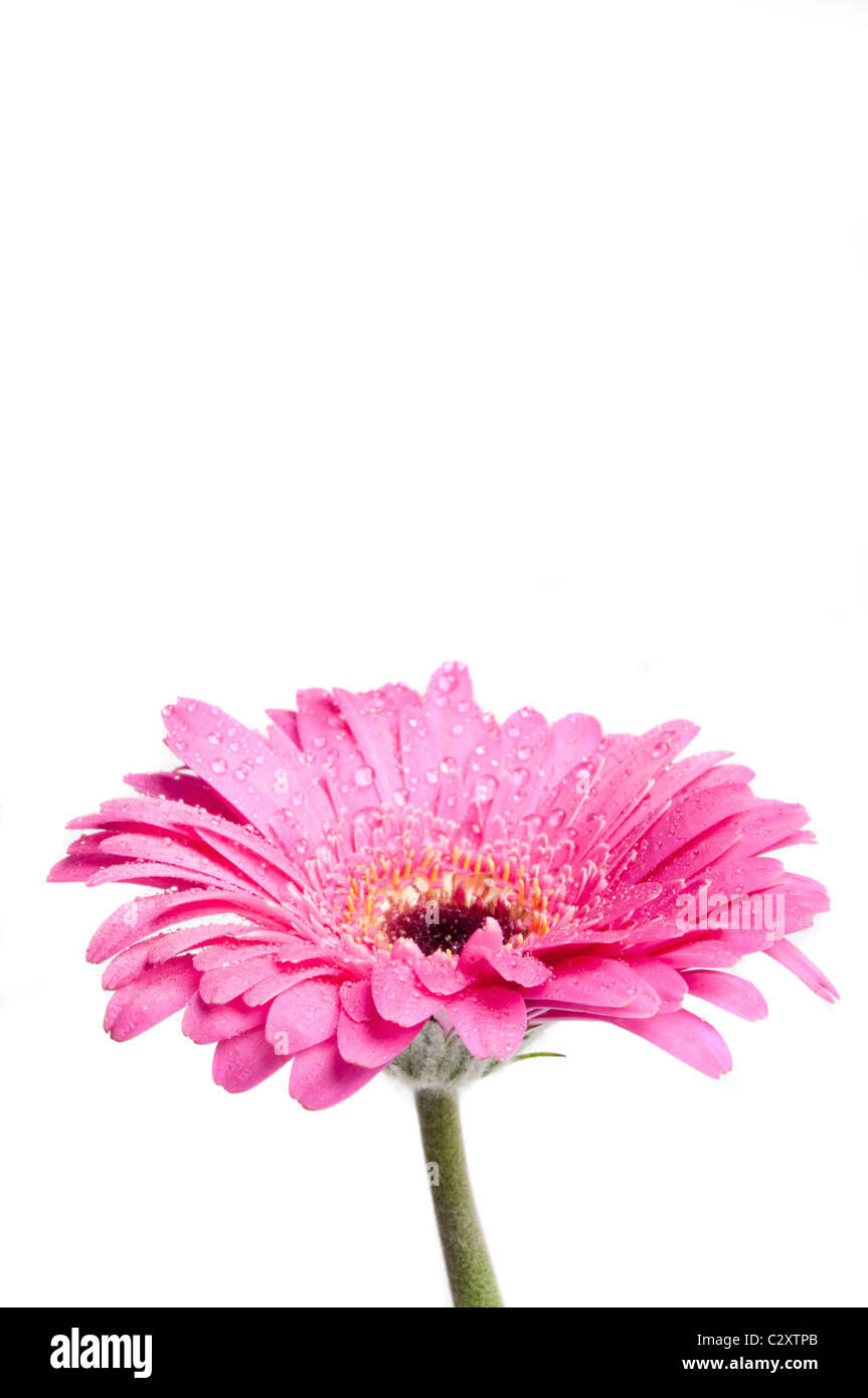 pink Gerbera daisy Stock Photo