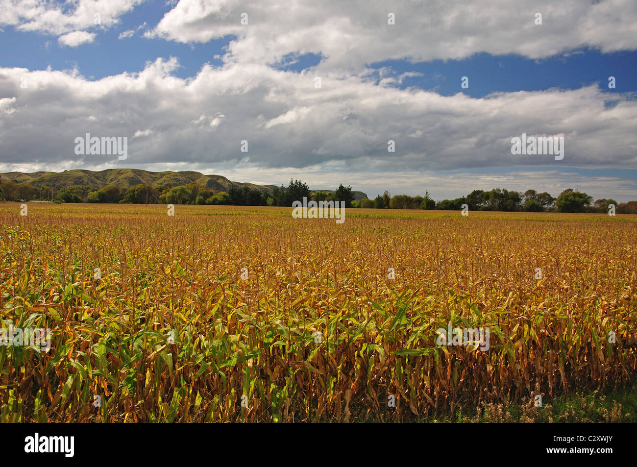 Field of maize, near Napier, Hawke's Bay, North Island, New Zealand Stock Photo