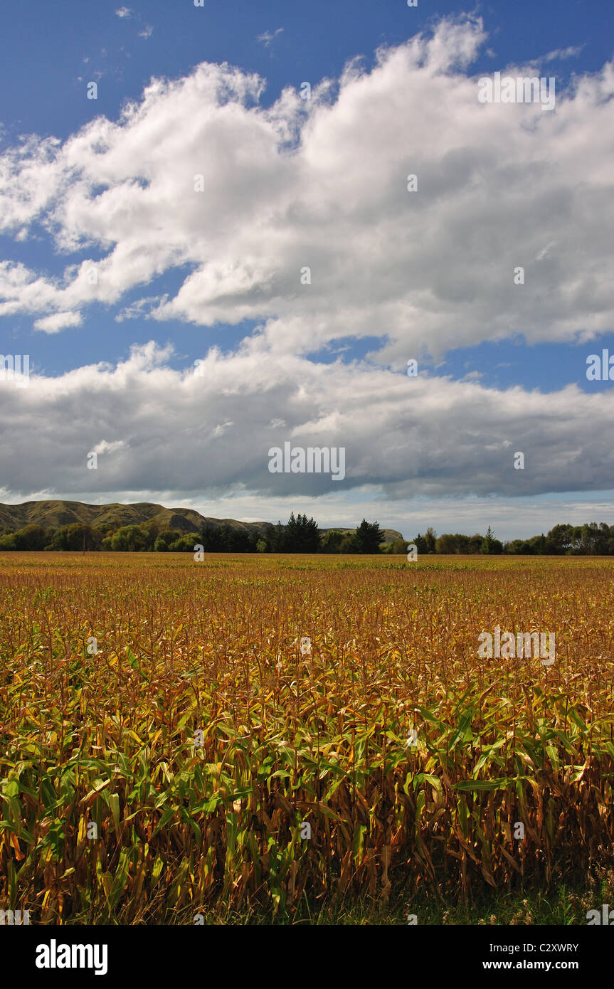 Field of maize, near Napier, Hawke's Bay, North Island, New Zealand Stock Photo