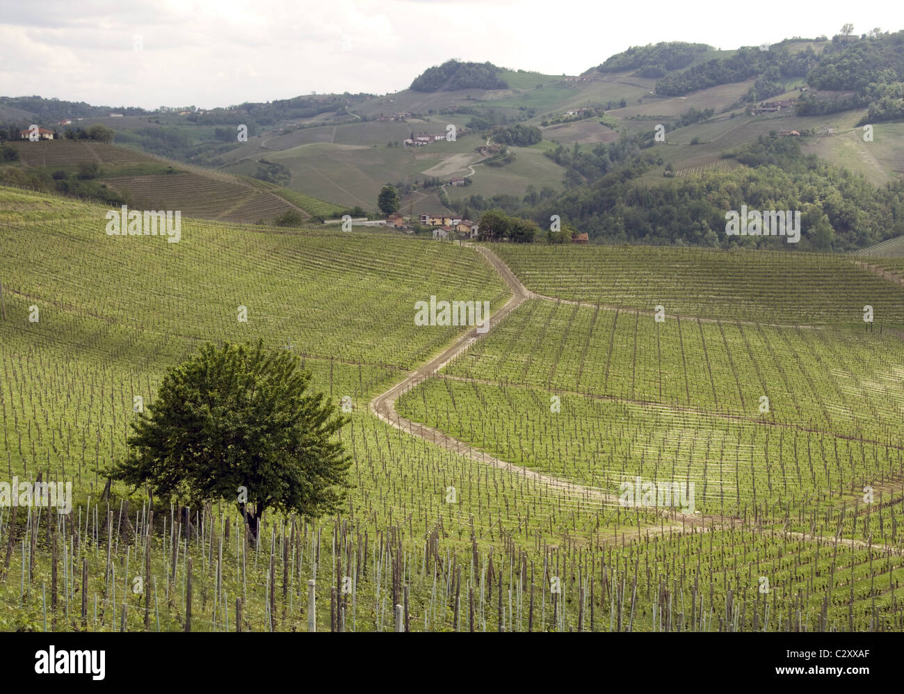 Vineyard , Serralunga d'Alba, Piemonte, Italy Stock Photo