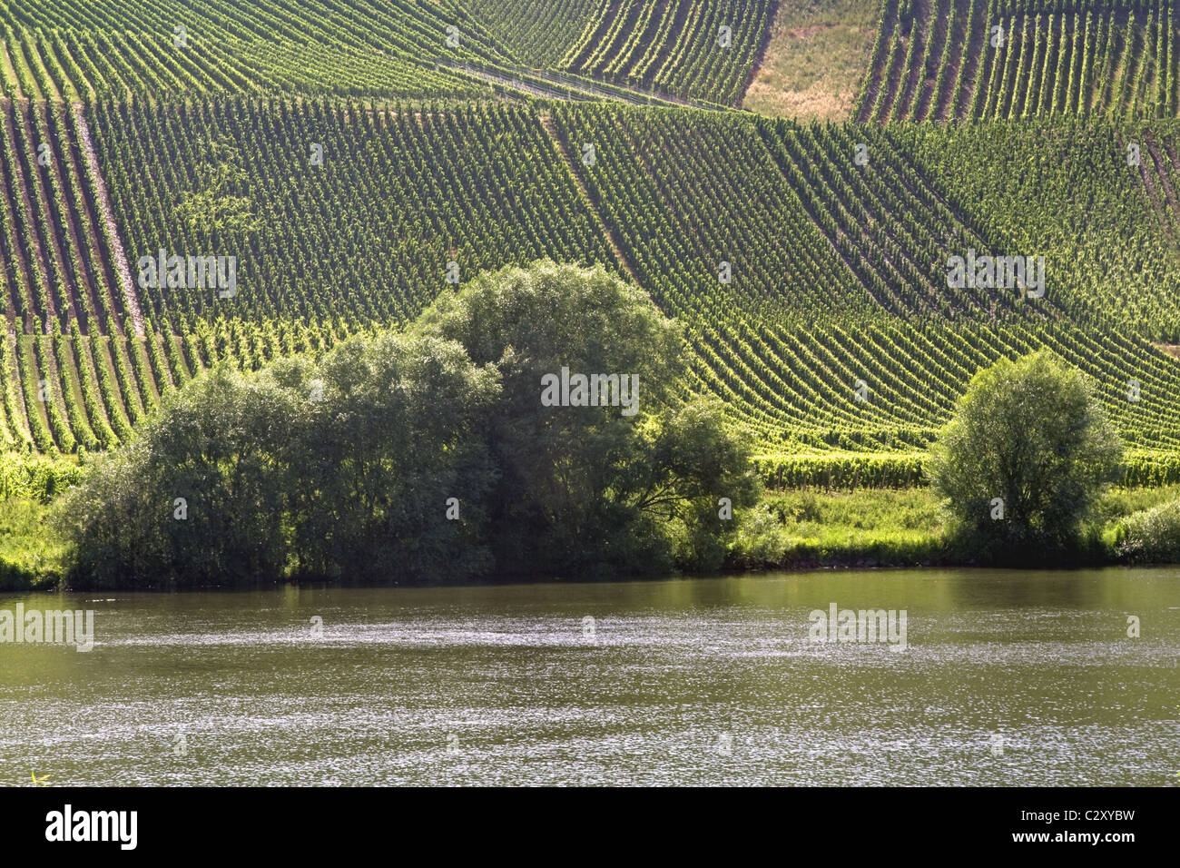 Vineyard, Neumagen, Moselle, Germany Stock Photo