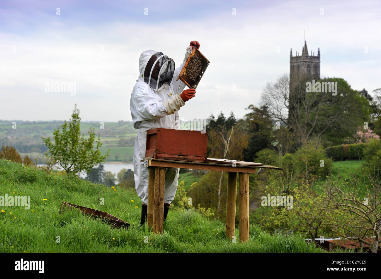 A beekeeper attends to his hive in the Somerset village of Blagdon UK Stock Photo