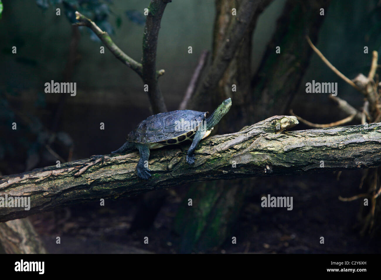 A Chinese stripe-necked turtle ( Ocadia sinensis ) Stock Photo