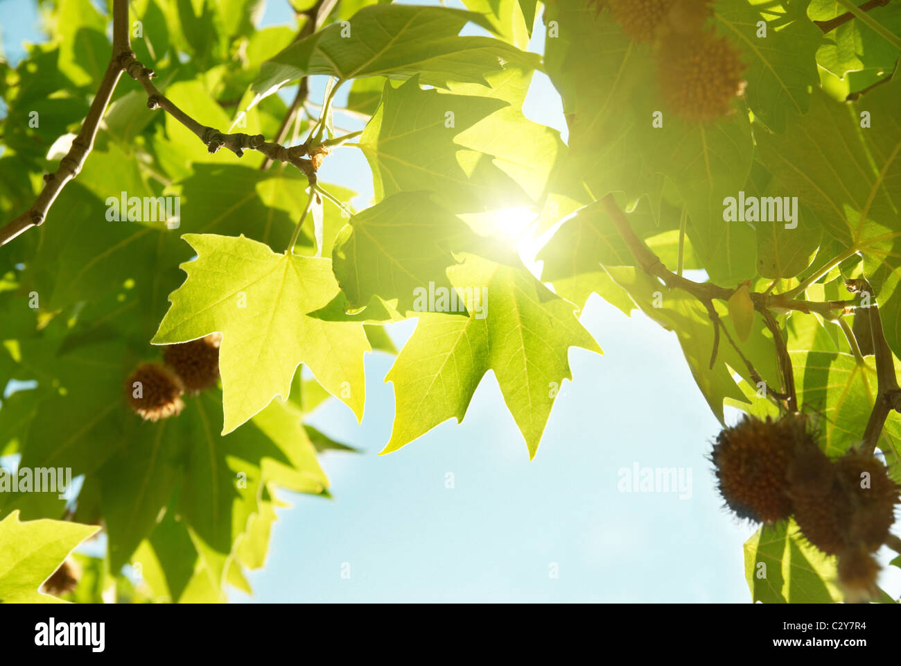 Green maple leaves Stock Photo - Alamy