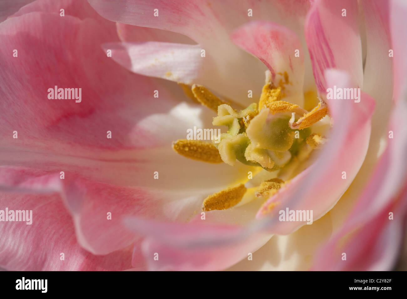 Centre of a tulip flower Stock Photo