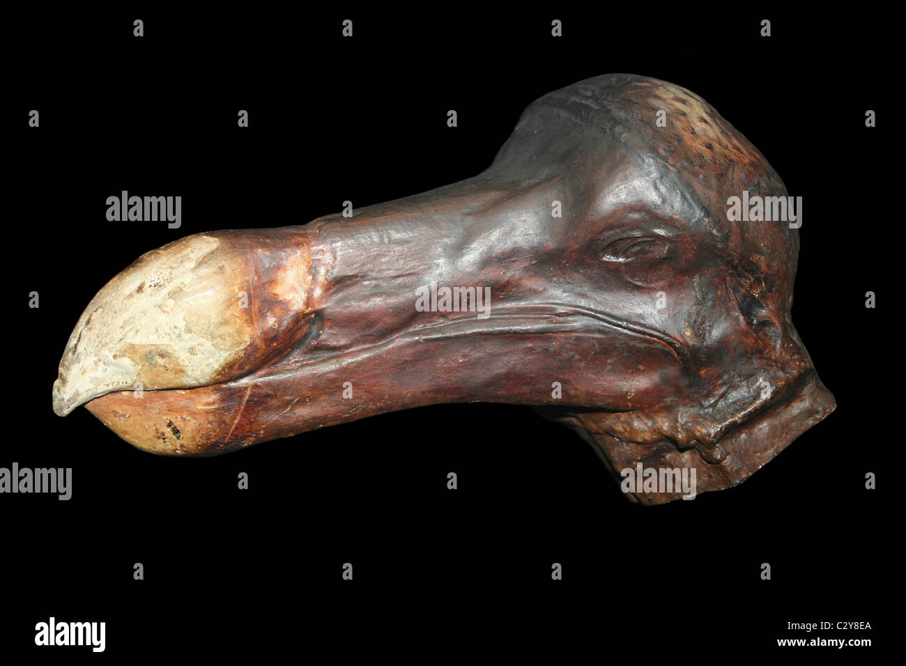 Taxidermy Skull Of A Dodo Stock Photo
