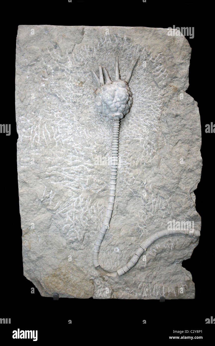 Fossil Crinoid Dorycrinus cf. mississippiensis, Lower Carboniferous, Warsaw, Illinois, USA Stock Photo