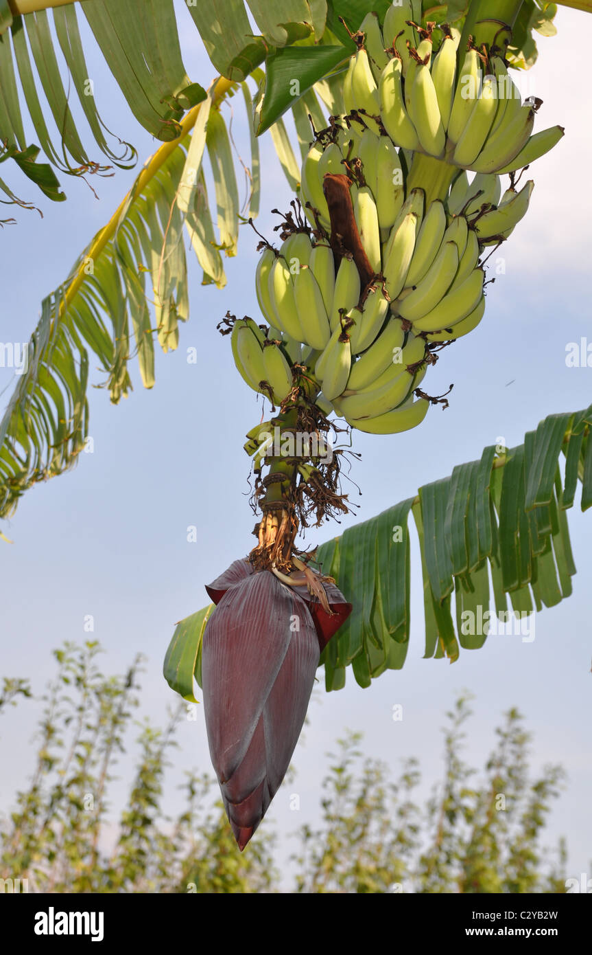Bananas growing tree hires stock photography and images Alamy