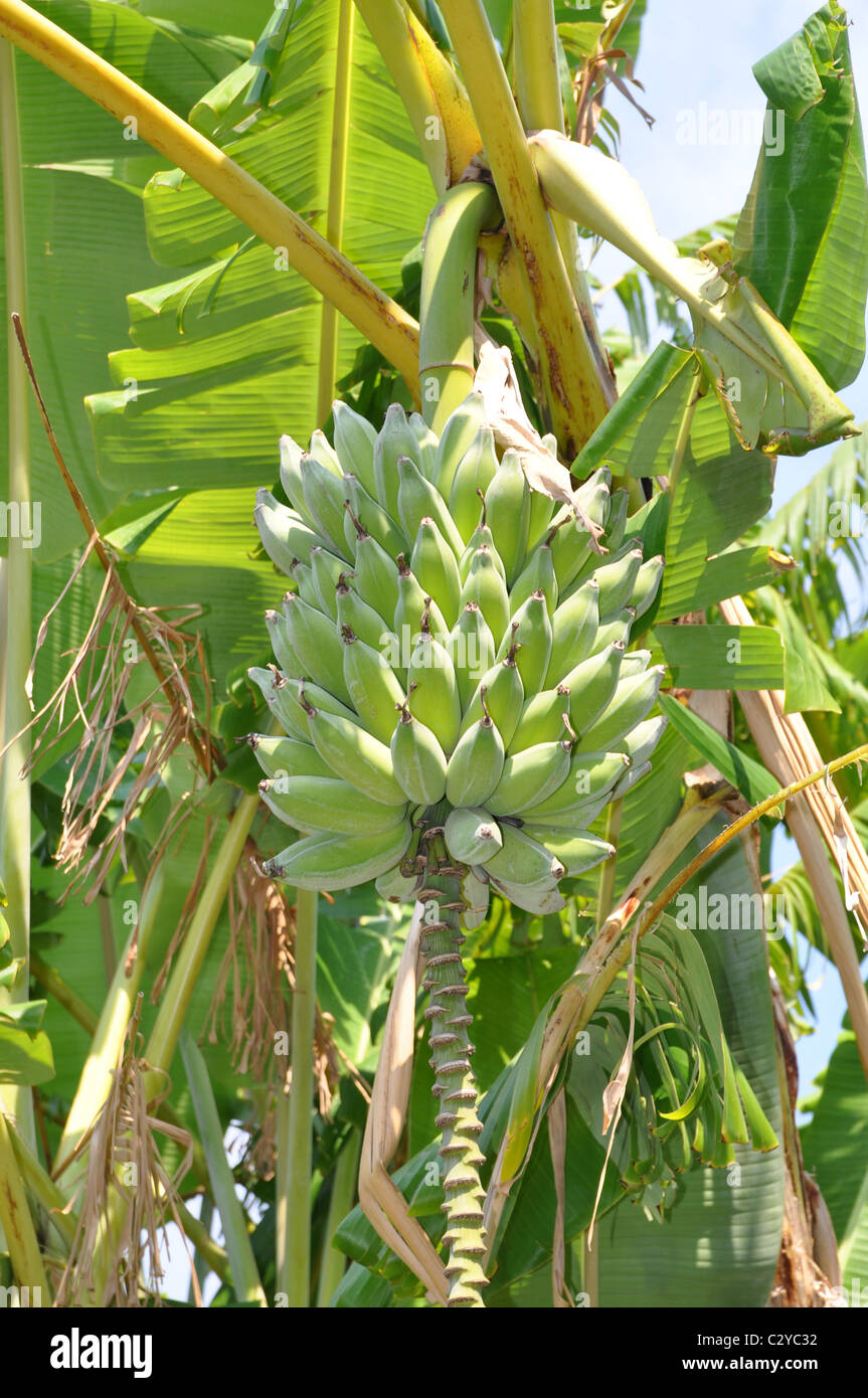 Banana tree, bananas growing on tree Stock Photo Alamy
