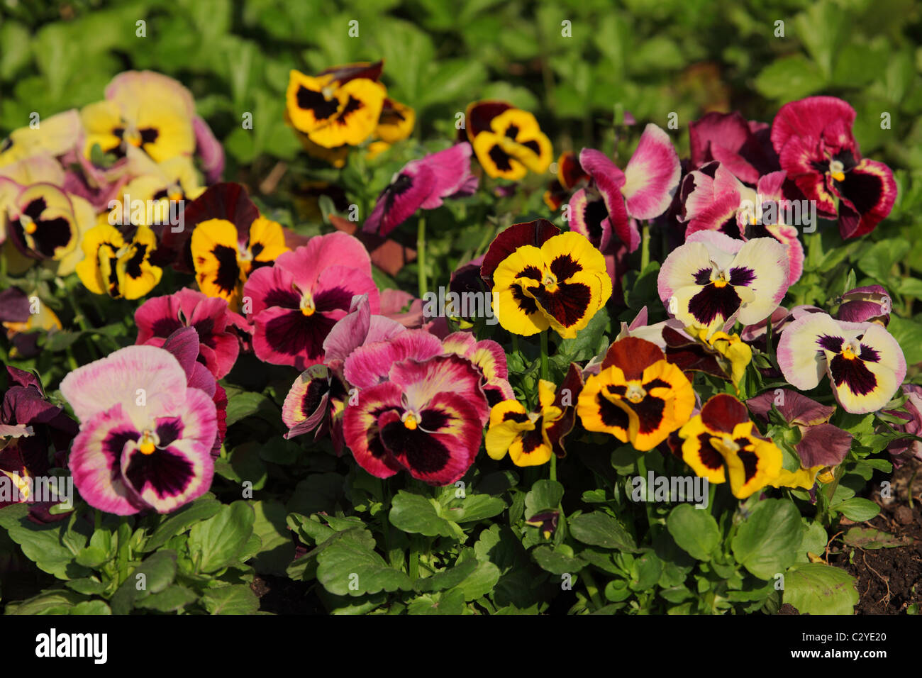 Viola tricolor flowers in garden Stock Photo Alamy