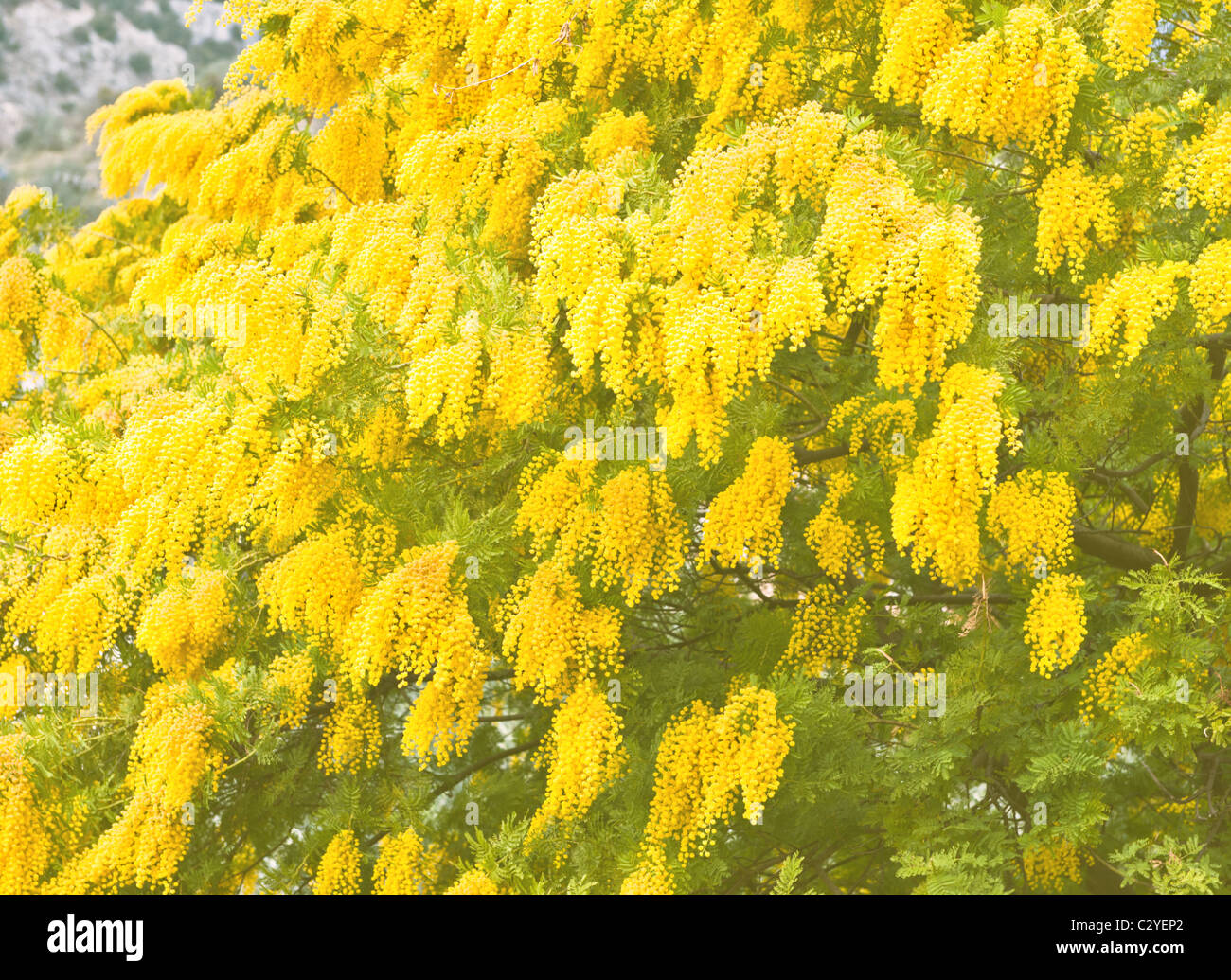 Yellow mimosa flowers in soft focus Stock Photo Alamy