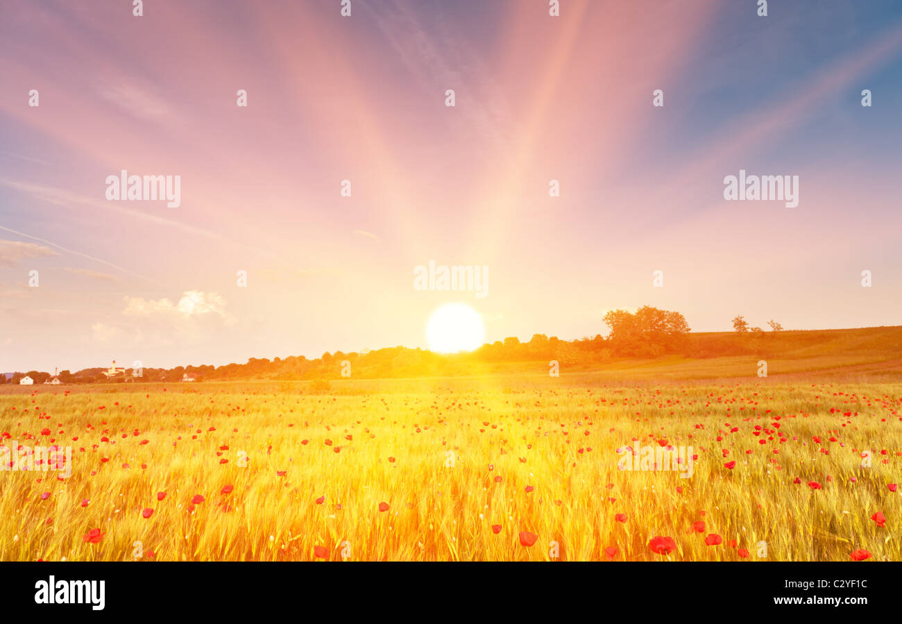 Wheat field with poppy flowers at sunset, in golden sun rays. Stock Photo