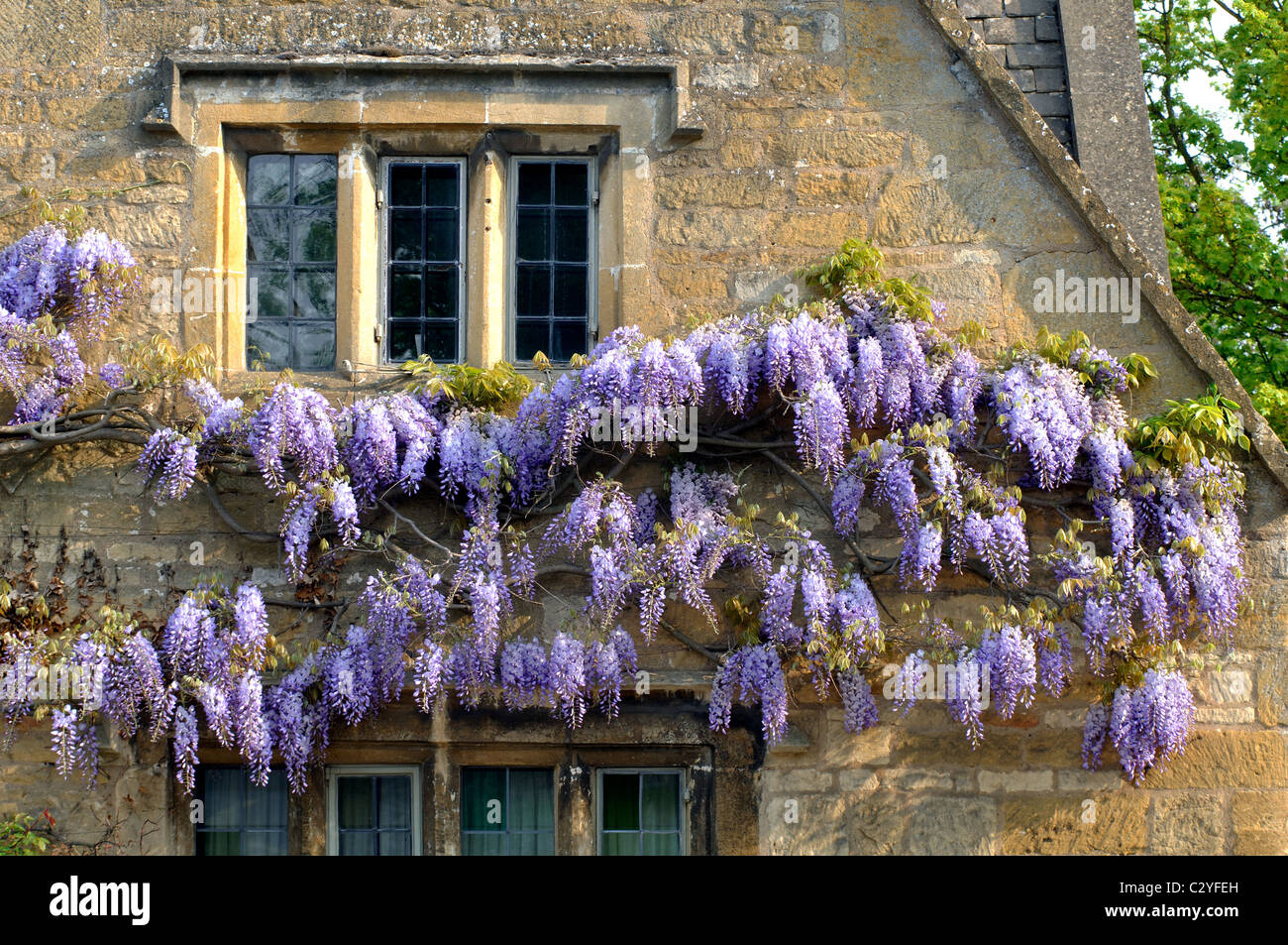 Wisteria plant growing on cottage in High Street, Broadway, Worcestershire, England, UK Stock Photo