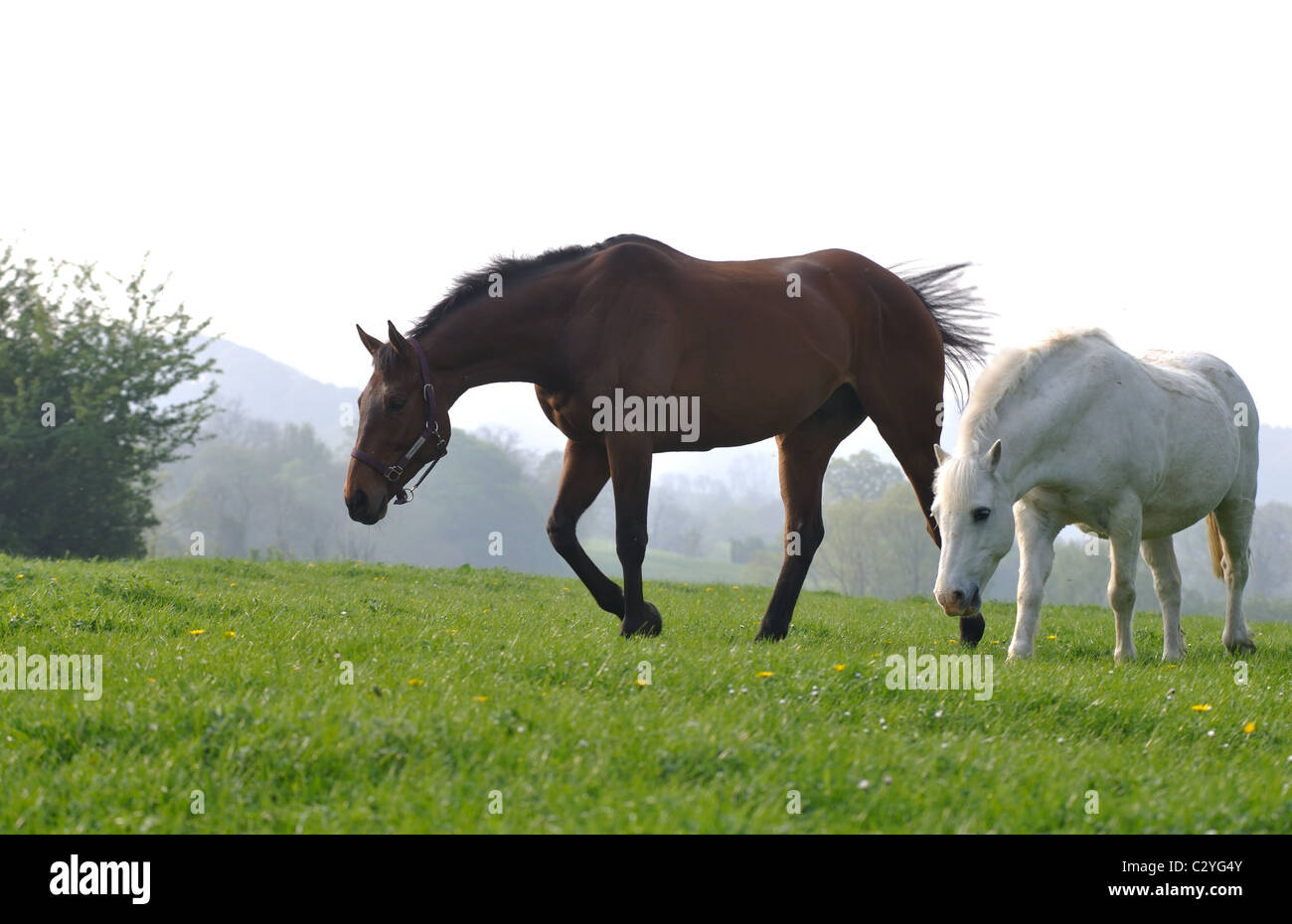 Horses in a Cotswold Hills field Stock Photo