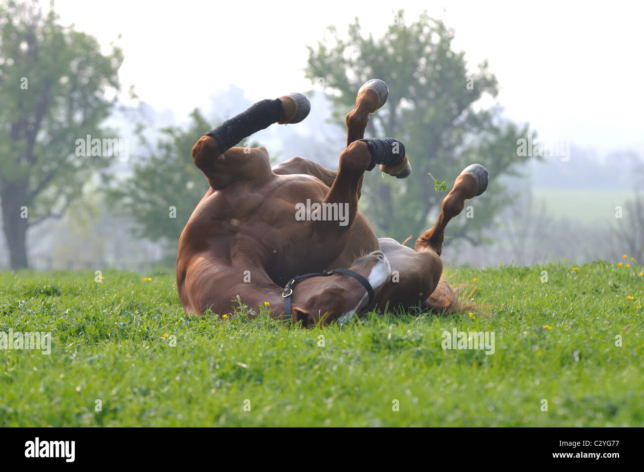 Horse rolling on its back Stock Photo Alamy
