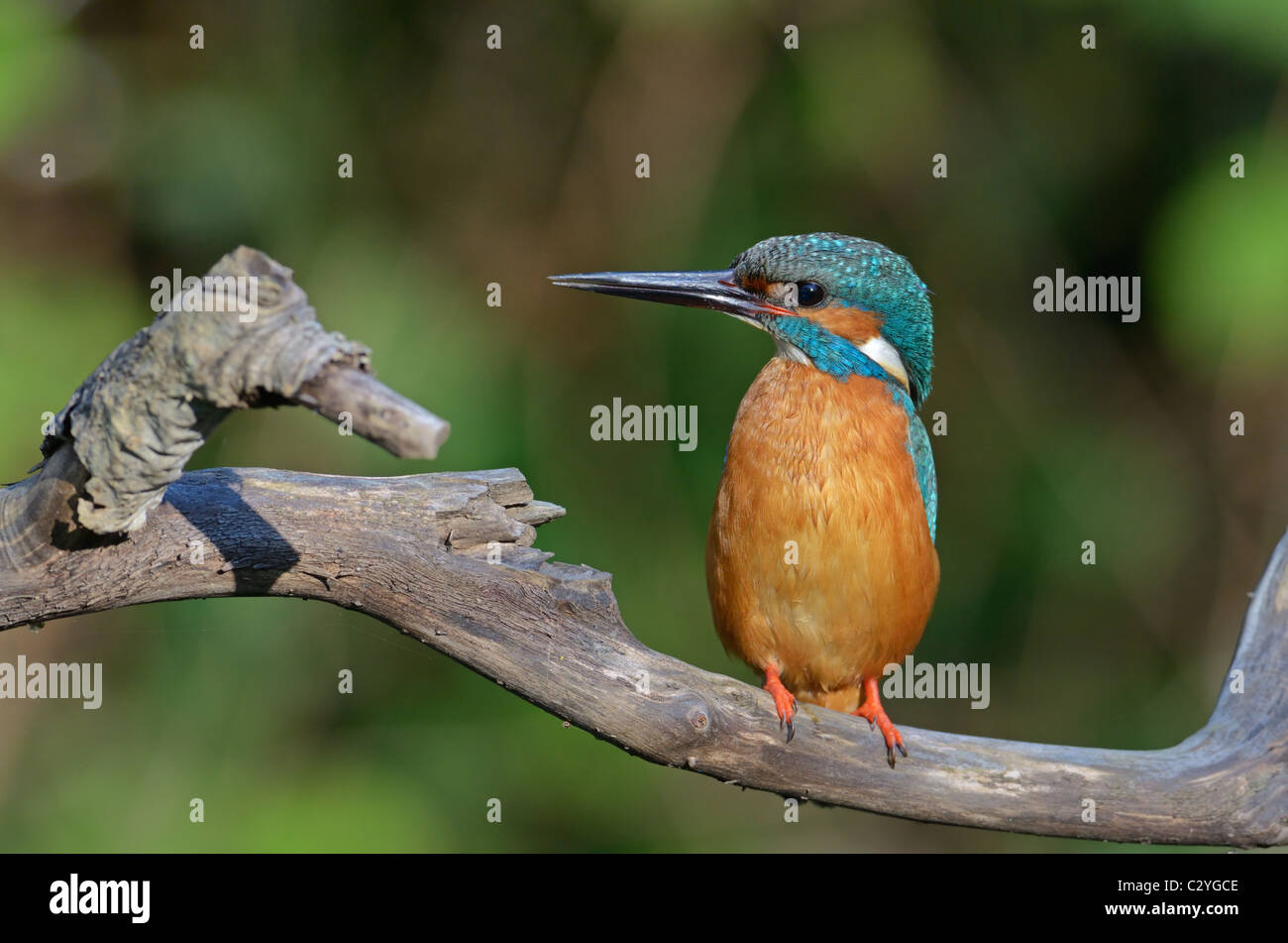 Dead kingfisher hi-res stock photography and images - Alamy