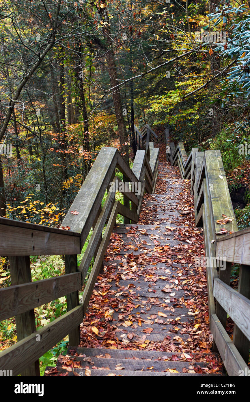 Wooden stairs going down to the Hills Creek Falls, Marlinton, West