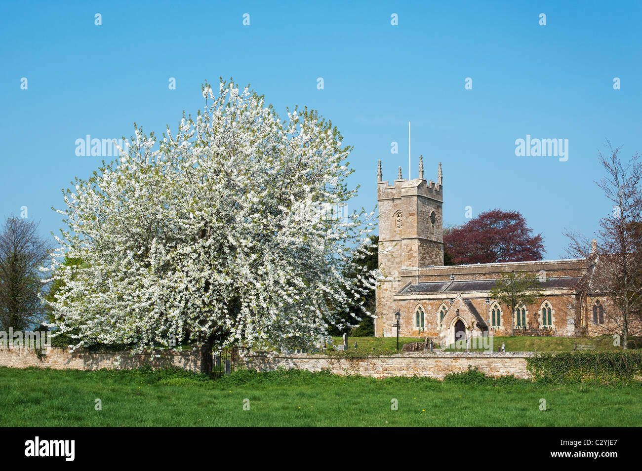 Flowering cherry tree outside St Andrews church, Kingham, Oxfordshire, England Stock Photo Alamy