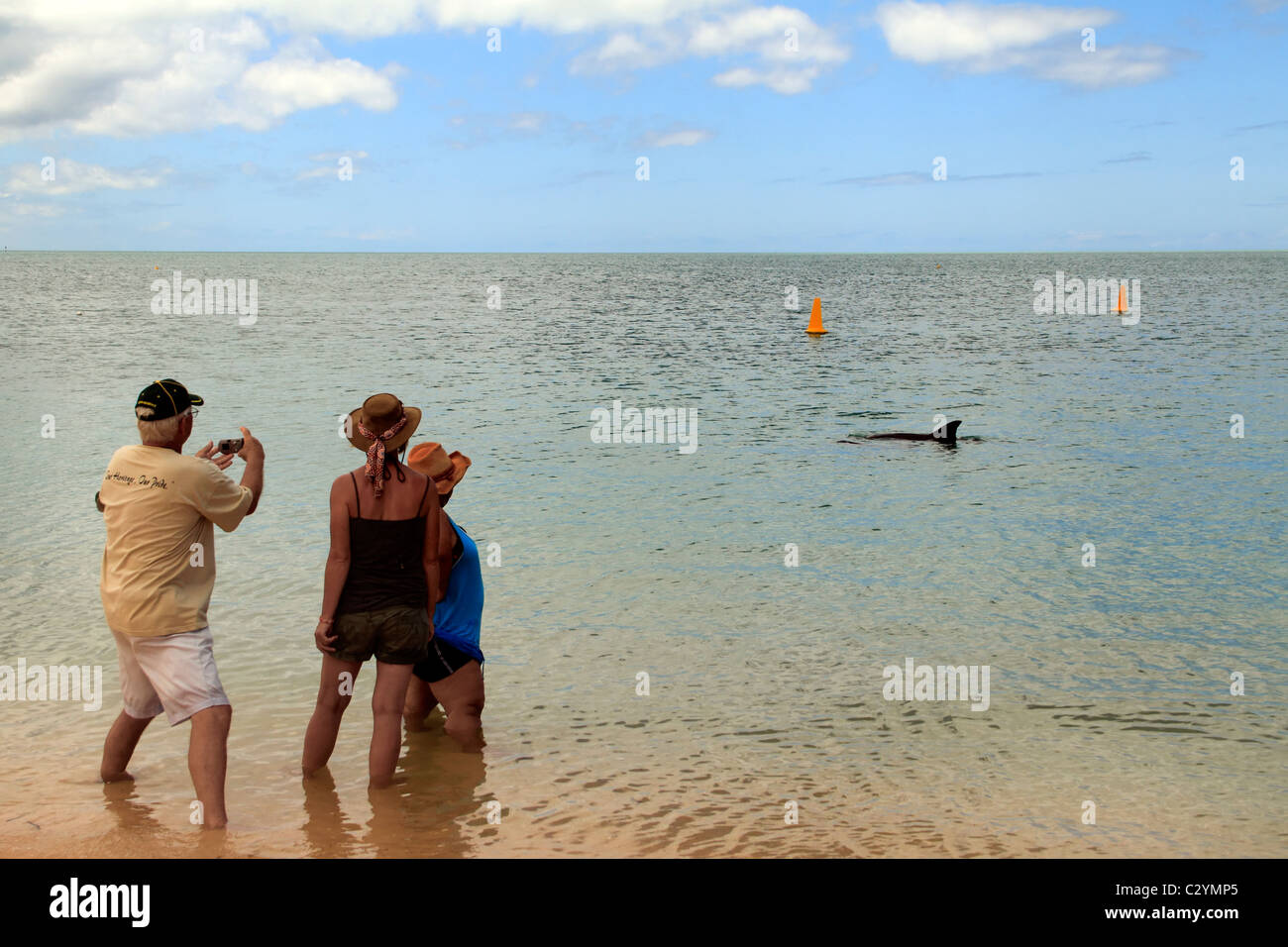 Tourist standing in the water observing a Dolphin at Monkey Mia, Shark Bay, Northwest Australia Stock Photo