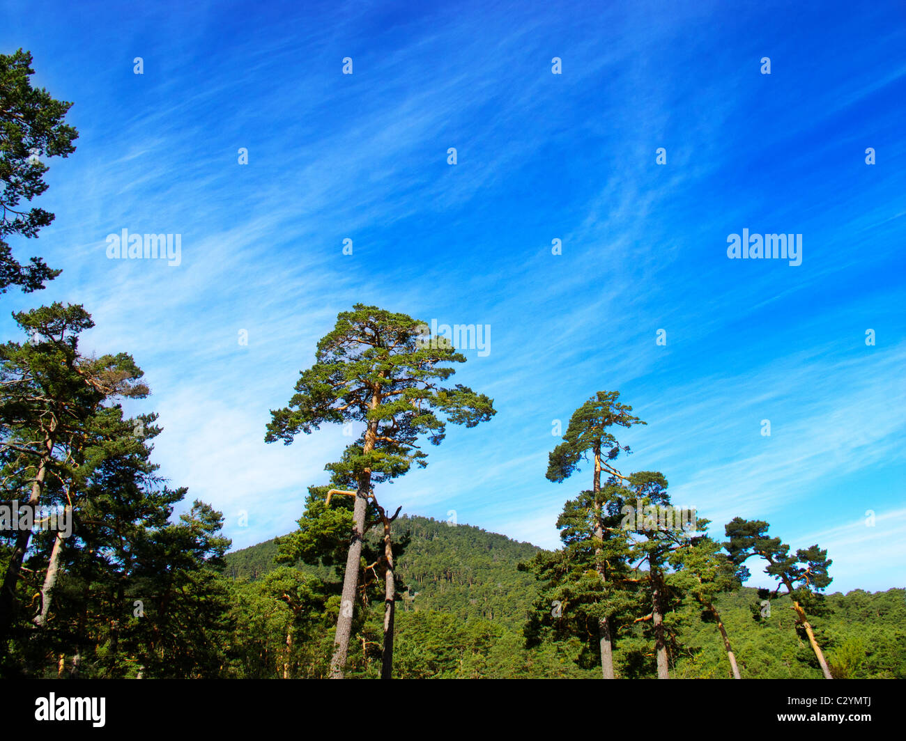 pine forest with blue sky and clouds Stock Photo - Alamy