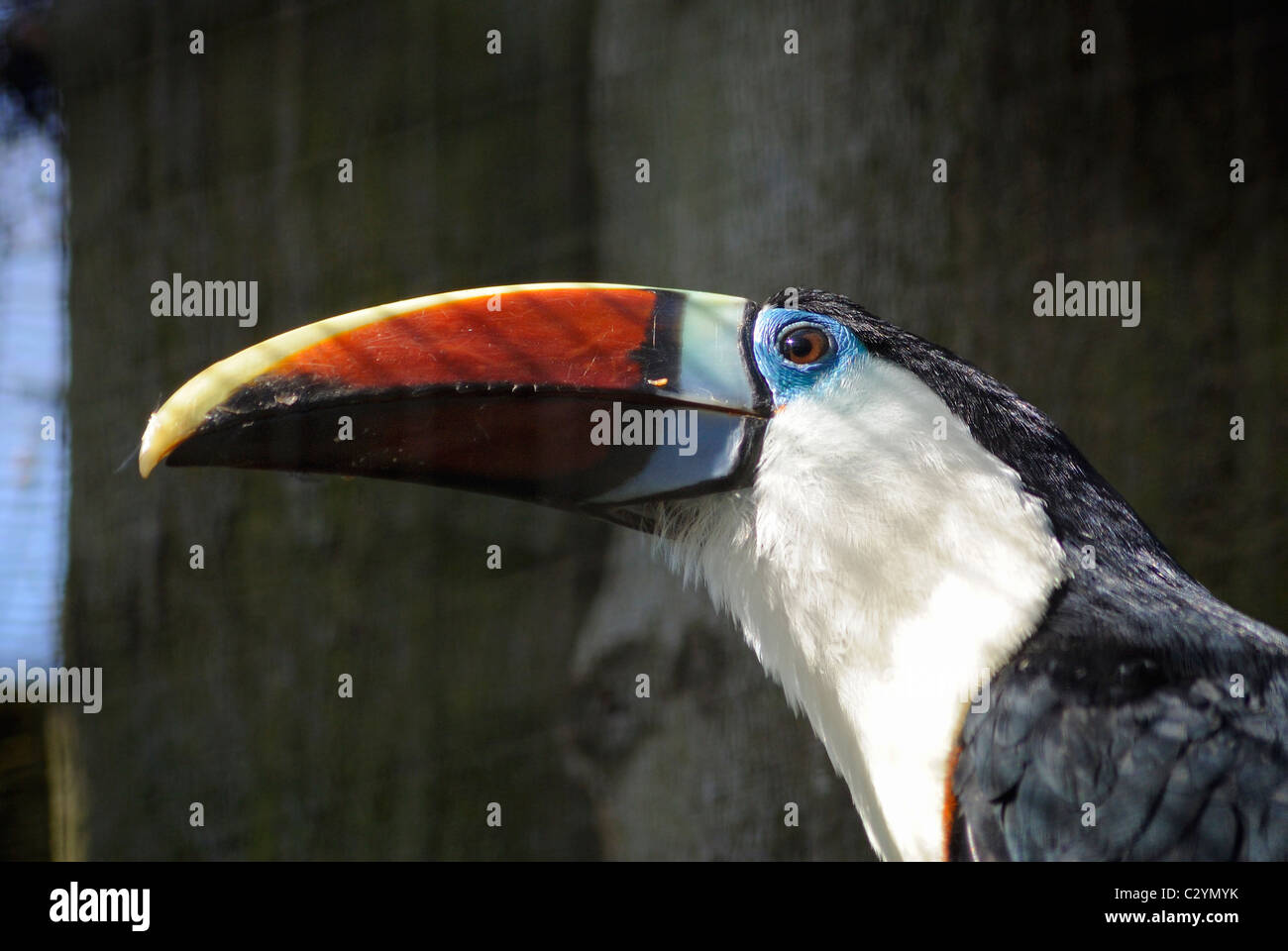 Toucan pictures hi-res stock photography and images - Alamy