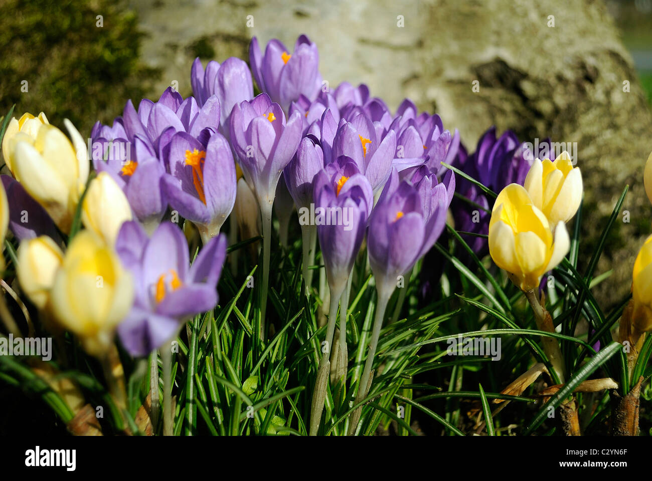 Close up of Crocuses in early spring. Stock Photo