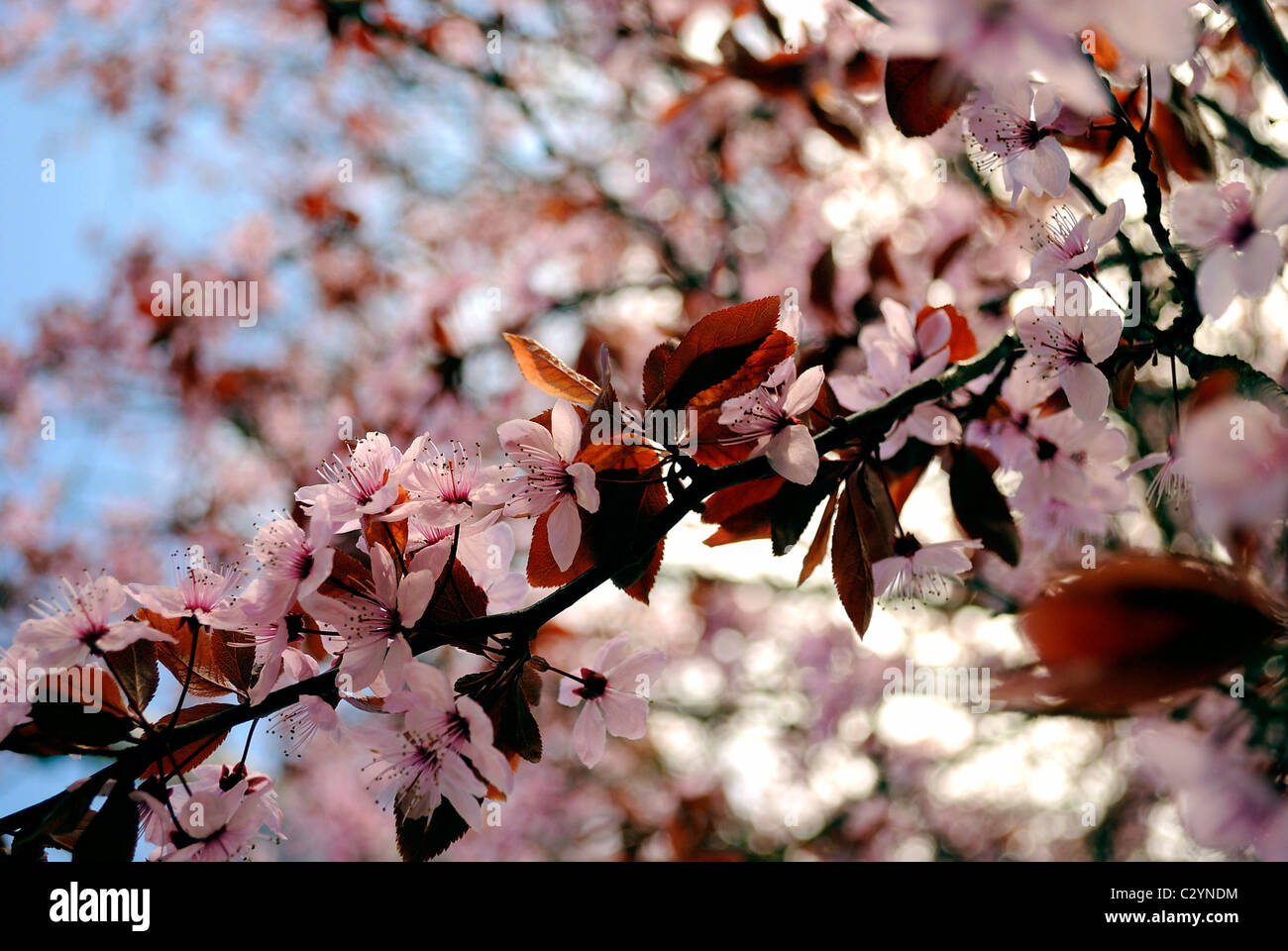 Cherry blossom is the flower of any of several trees of genus prunus, particularly the Japanese Cherry. Stock Photo