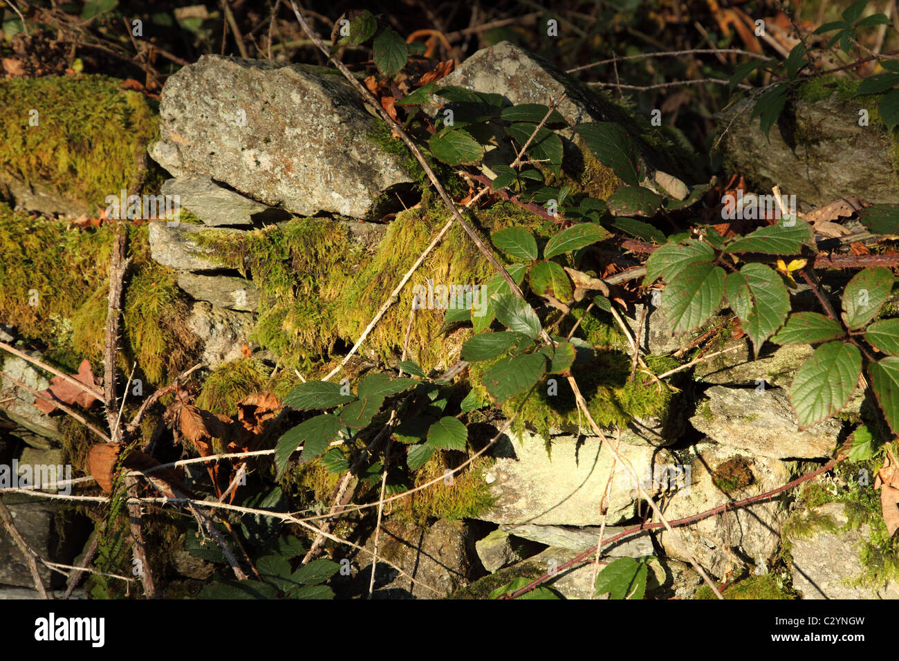 Ancient stone background moss hi-res stock photography and images - Alamy