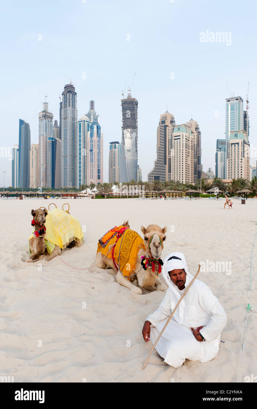 Camels on beach at Jumeirah Beach resort district with high rise buildings to rear in Dubai, United Arab Emirates,UAE Stock Photo