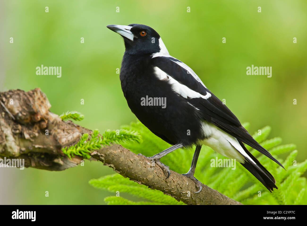 Australian Magpie perched in a tree. Stock Photo