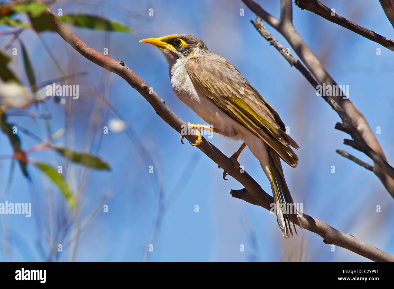 Black-eared Miner perched in a tree at Gluepot Reserve, Australia. Stock Photo